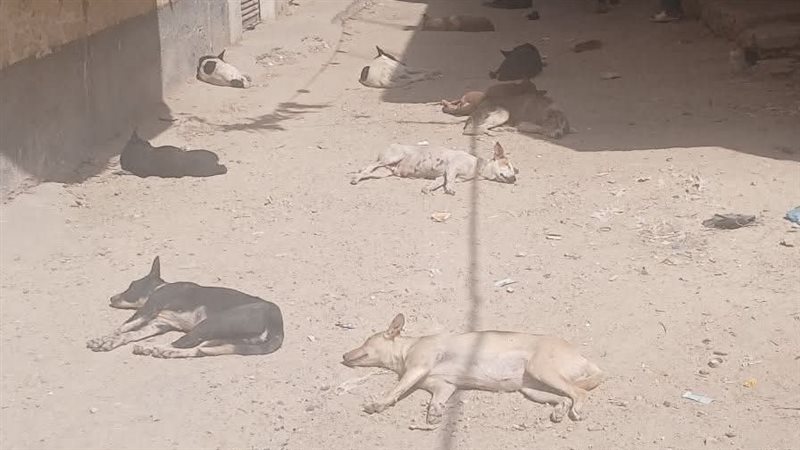 انتشار الكلاب في