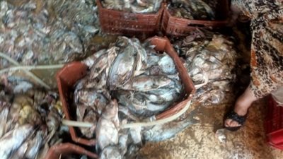 سعر السمك اليوم في سوق العبور يسجل تباينًا بين الانخفاض والارتفاع