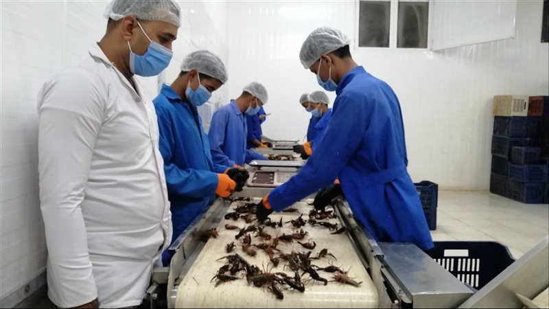 مصنع الاستاكوزا بقنا