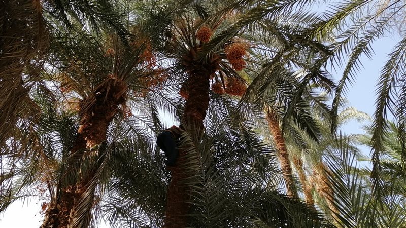 طالعة النخيل بقنا