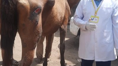 قافلة طبية بيطرية مجانية بقرية النواصرية لخدمة المزارعين والمربين بدمياط