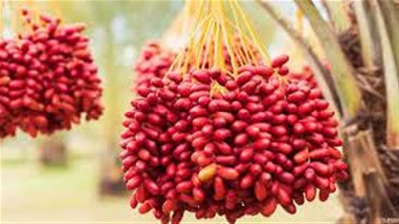 بلح أحمر