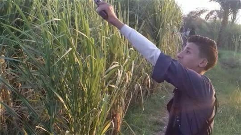انتشار السلاح