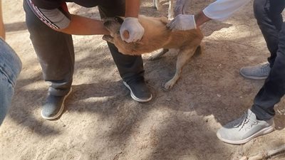 الطب البيطري والرفق بالحيوان ينفذا حملة تعقيم وتطعيم للكلاب بشاطئ بيانكي 