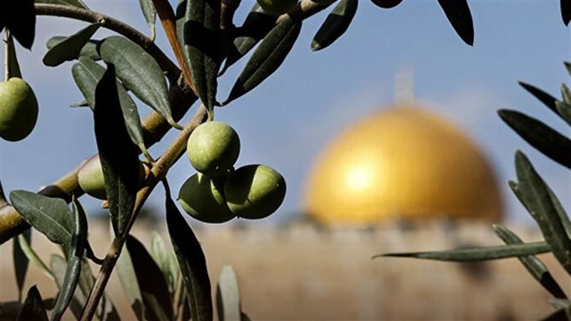 أشجار الزيتون