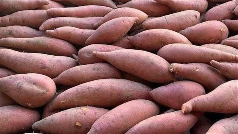 البطاطا