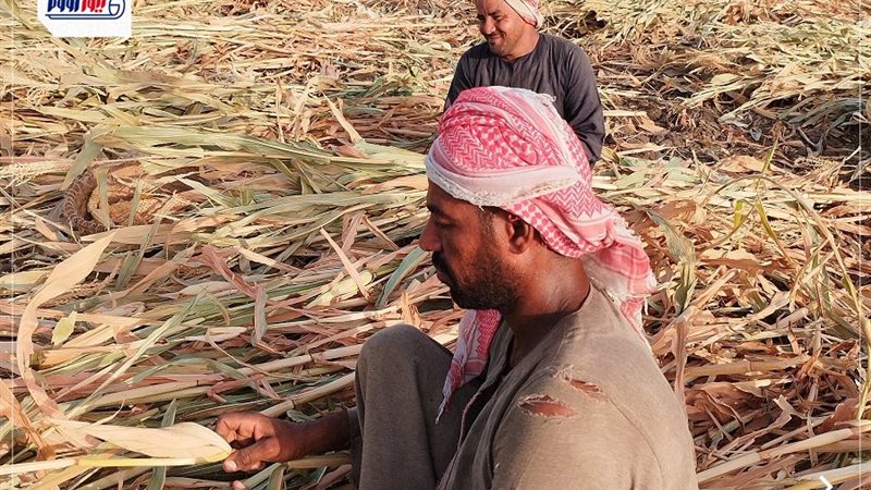 عمال زراعات الذرة