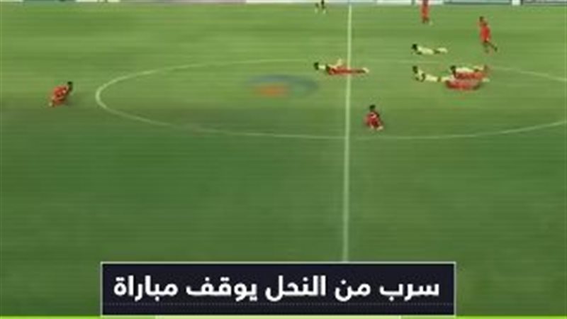 أسراب النحل تهاجم