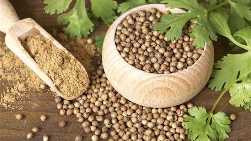أسرار الكزبرة اليومية