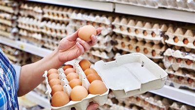 استقرار أسعار البيض في الأسواق اليوم الأربعاء 8 أكتوبر 2025