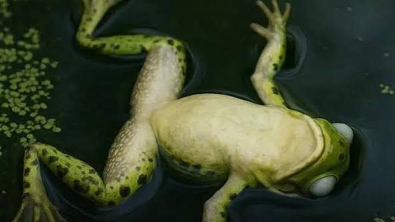 الضفادع