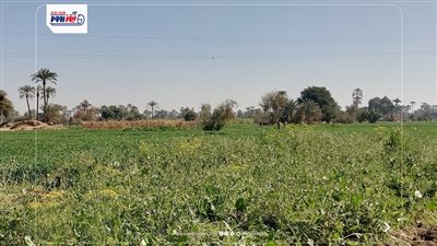مزارعي المنوفية يشكون من قلة توزيع السماد بالجمعيات الزراعية  