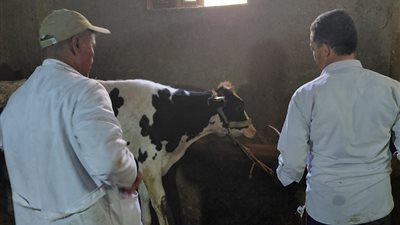 حملة شاملة لتحصين الماشية وتوعية المربين بأهمية الوقاية من الحمى القلاعية