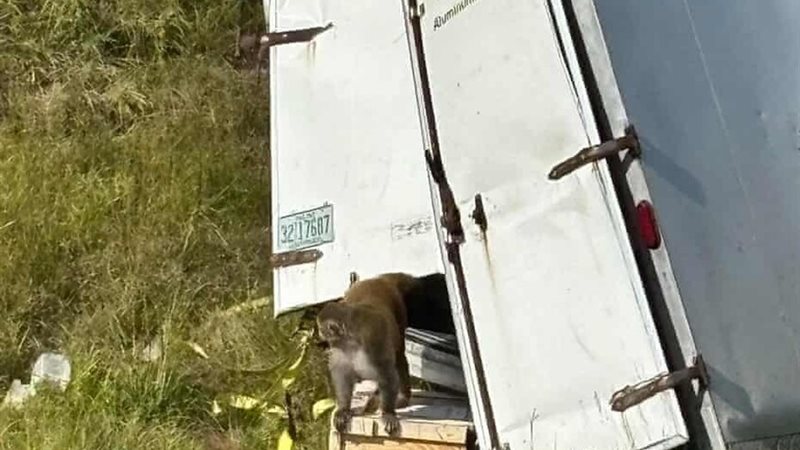 قرود مختبرات