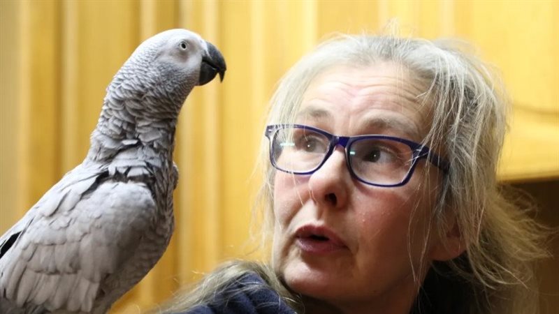 الببغاء روكو