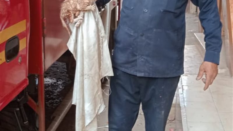القطة الصغيرة 