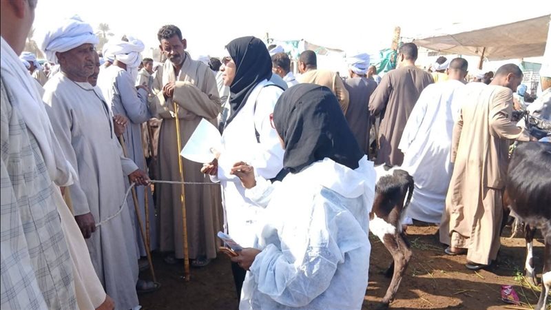 تحصين الماشية 