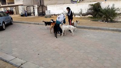 تحصين الكلاب ضد السعار بدمياط الجديدة ضمن جهود الطب البيطري والبيئة