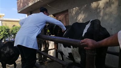تحصين  159 ألف رأس ماشية ضد الحمى القلاعية والوادي المتصدع في الغربية