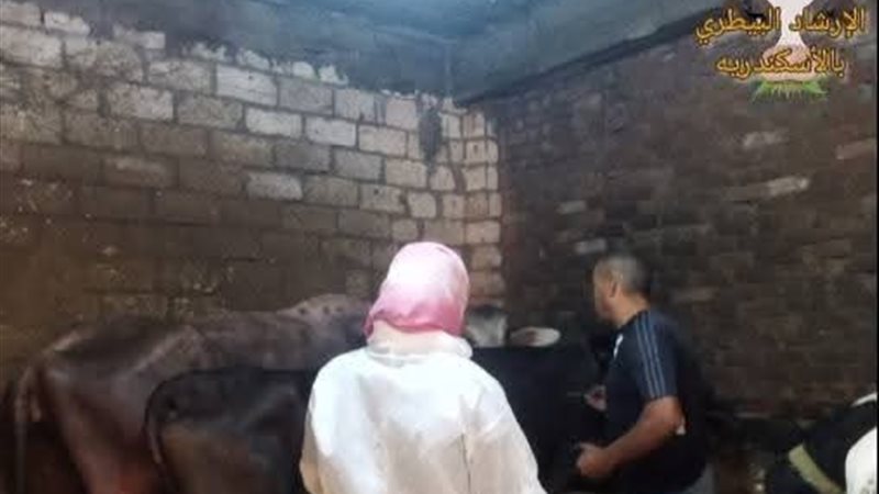 حملات التطعيم 