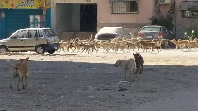 انتشار الكلاب الضالة