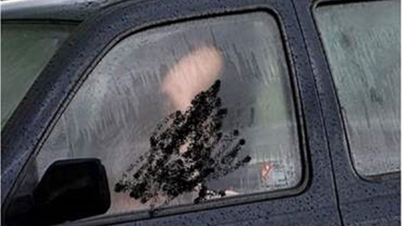 دمياط الجديدة