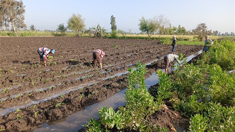زراعة البطاطا