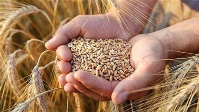 الأمن الغذائي والتنمية المستدامة: تحقيق 6 أشهر مخزون قمح و9 أشهر للسلع الأساسية و100% من بيض المائدة