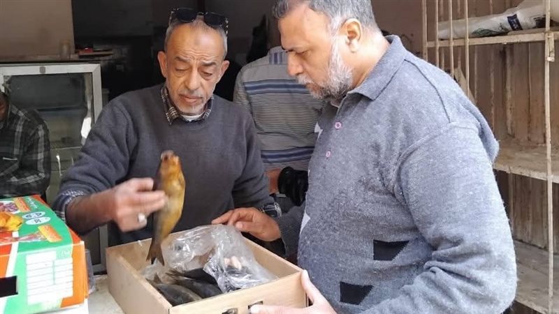 تموين المنيا