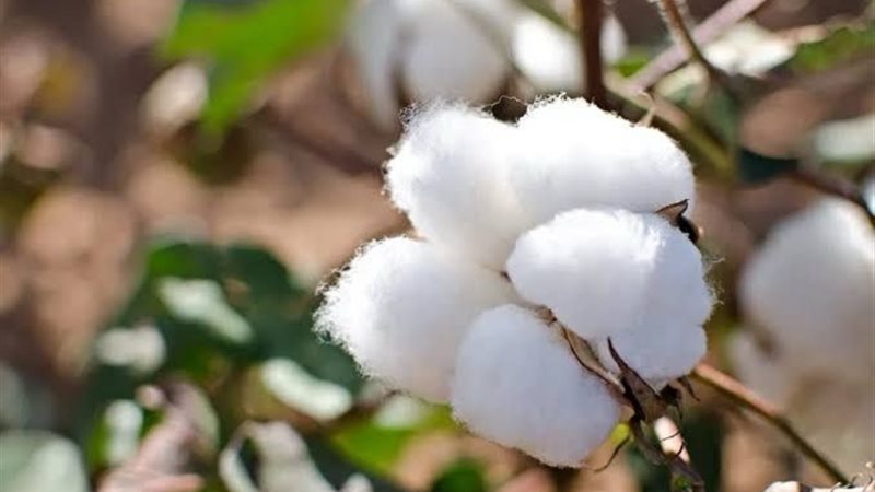 القطن المصري