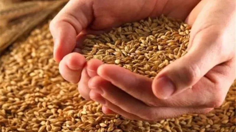 موسم حصاد القمح 2025