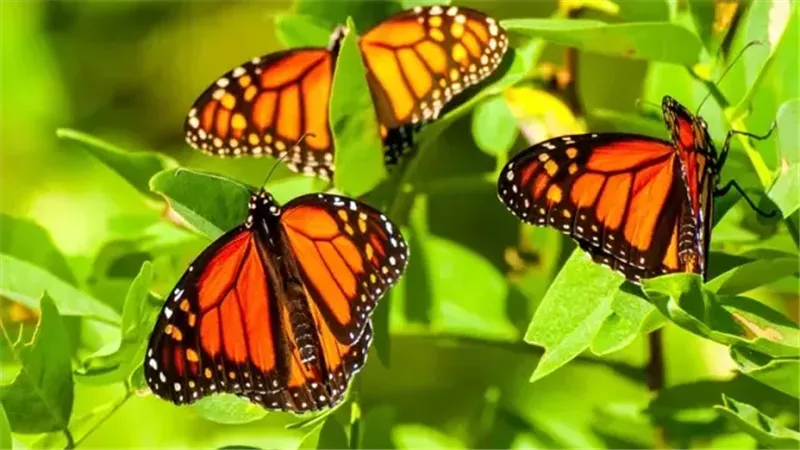 فراشات الربيع