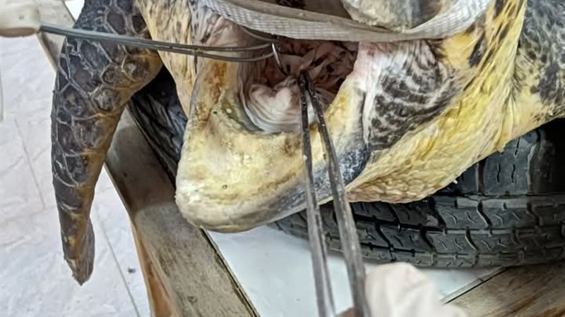 السلحفاة اليونانية
