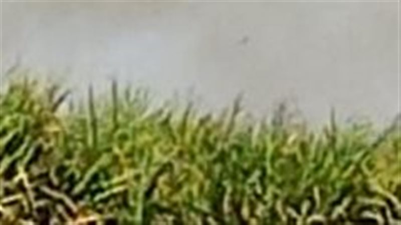 حريق بمحصول القصب