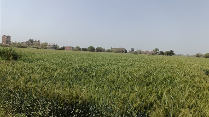 حقول القمح