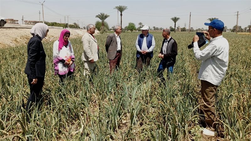 الذرة الشامية
