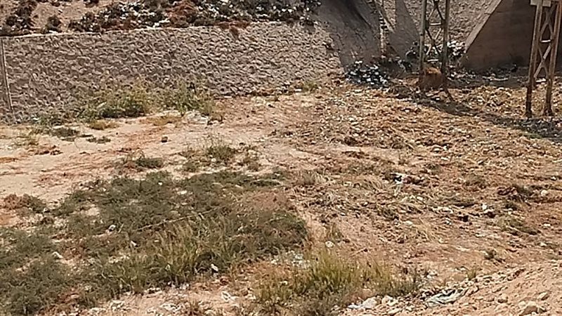 ارشيفية