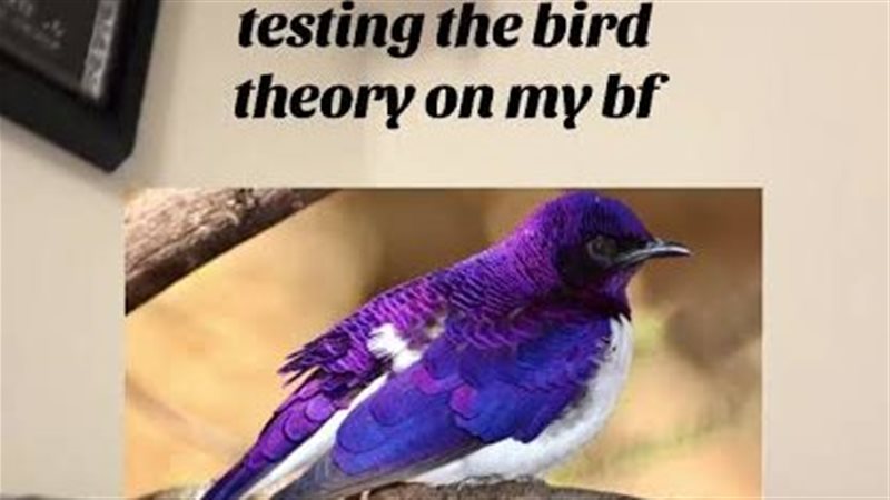 ترند Bird Theory