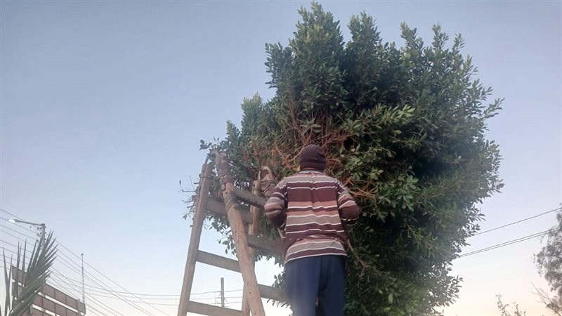 تقليم الأشجار 