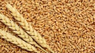 رغم انخفاض واردات القمح.. كيف نجحت مصر في تعزيز الإنتاج المحلي؟