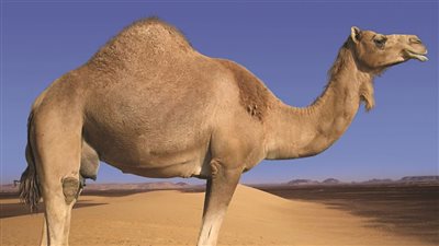 «أفلا ينظرون إلى الإبل كيف خلقت».. معناها وماهي مظاهر الإعجاز في خلق الجمال؟ 