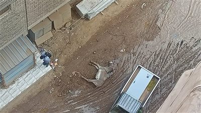 حيوان نافق يثير غضب السكان بشارع الوحدة بمنطقة بن الحكم بشبرا الخيمة