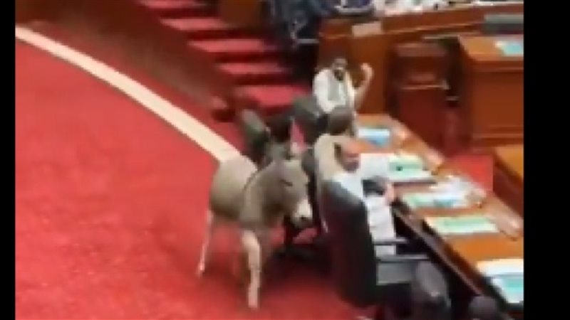 حمار يقتح البرلمان