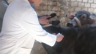 محافظ أسيوط: تحصين أكثر من 124 ألف رأس ماشية ضمن الحملة القومية الثالثة