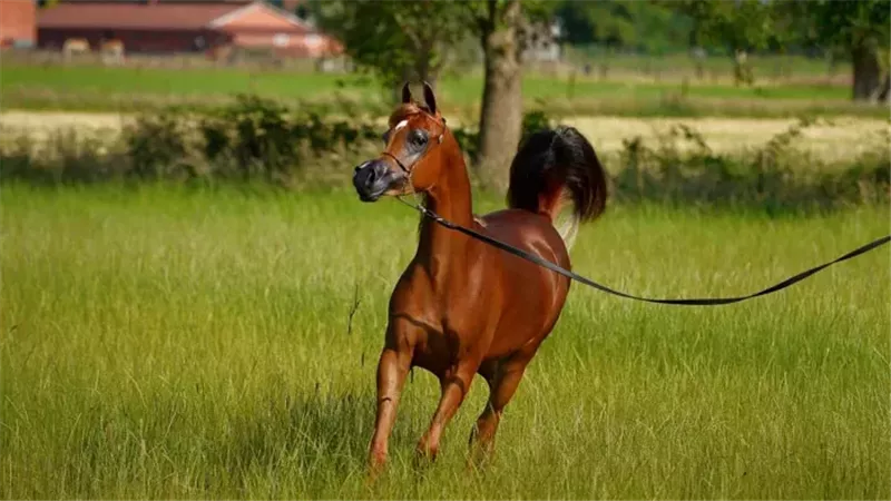 الخيل 