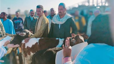 حملات بيطرية مكثّفة داخل أسواق الماشية بالقطاع الريفي في السويس