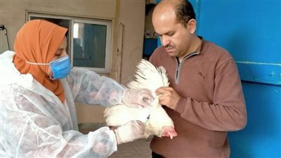 «بيطرى الشرقية» يُحصن 142 ألف و895 طائر ضد مرض أنفلونزا الطيور
