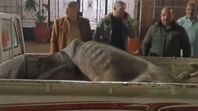 ضبط جزار لذبحه رأس ماشية بعد نفوقها بمدينة الشهداء بالمنوفية