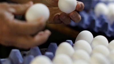 تراجع أسعار البيض في الأسواق مع بداية 2026.. بكام؟ 
