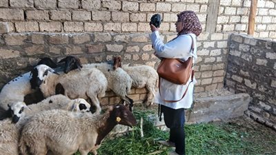 محافظ أسيوط: تحصين أكثر من 135 ألف رأس ماشية وزيارات ميدانية لـ5,121 منزلًا